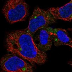 CHCHD7 Antibody, Novus Biologicals 0.1mL; Unlabeled:Antibodies, Polyclonal