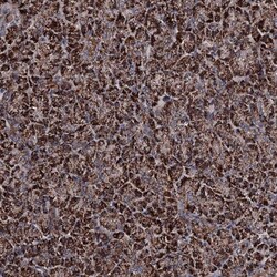 CHCHD8 Antibody, Novus Biologicals 0.1mL; Unlabeled:Antibodies, Polyclonal