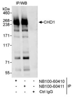 CHD1 Antibody, Novus Biologicals 0.1mg; Unlabeled:Antibodies, Polyclonal
