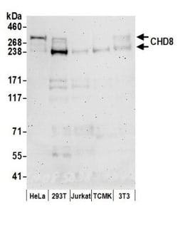 CHD8 Antibody, Novus Biologicals 0.1mL; Unlabeled:Antibodies, Polyclonal