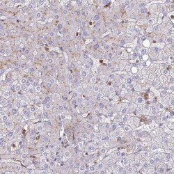 CHMP4B Antibody, Novus Biologicals 0.1mL; Unlabeled:Antibodies, Polyclonal