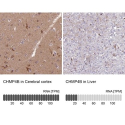 CHMP4B Antibody, Novus Biologicals 0.1mL; Unlabeled:Antibodies, Polyclonal