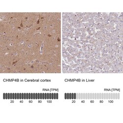 CHMP4B Antibody, Novus Biologicals 0.1mL; Unlabeled:Antibodies, Polyclonal