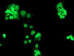 CHN 1 Antibody (OTI2G6), Novus Biologicals 0.1mL; Unlabeled:Antibodies,