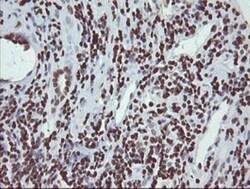 CHN 1 Antibody (OTI2G6), Novus Biologicals 0.1mL; Unlabeled:Antibodies,
