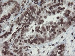 CHN 1 Antibody (OTI2G6), Novus Biologicals 0.1mL; Unlabeled:Antibodies,