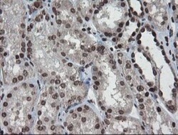 CHN 1 Antibody (OTI2G6), Novus Biologicals 0.1mL; Unlabeled:Antibodies,