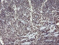 CHN 1 Antibody (OTI2G6), Novus Biologicals 0.1mL; Unlabeled:Antibodies,