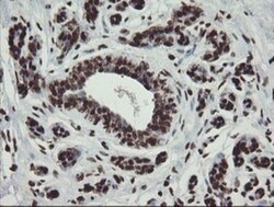 CHN 1 Antibody (OTI2G6), Novus Biologicals 0.1mL; Unlabeled:Antibodies,