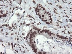 CHN 1 Antibody (OTI2G6), Novus Biologicals 0.1mL; Unlabeled:Antibodies,