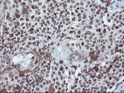 CHN 1 Antibody (OTI2G6), Novus Biologicals 0.1mL; Unlabeled:Antibodies,