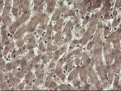 CHN 1 Antibody (OTI2G6), Novus Biologicals 0.1mL; Unlabeled:Antibodies,