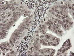 CHN 1 Antibody (OTI2G6), Novus Biologicals 0.1mL; Unlabeled:Antibodies,