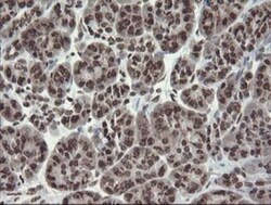 CHN 1 Antibody (OTI2G6), Novus Biologicals 0.1mL; Unlabeled:Antibodies,