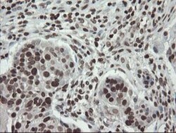 CHN 1 Antibody (OTI2G6), Novus Biologicals 0.1mL; Unlabeled:Antibodies,