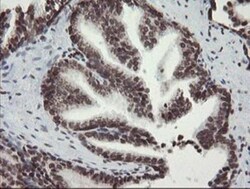 CHN 1 Antibody (OTI2G6), Novus Biologicals 0.1mL; Unlabeled:Antibodies,