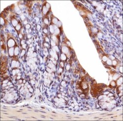 GADD153/CHOP Antibody - BSA Free, Novus Biologicals 0.025mL:Antibodies,