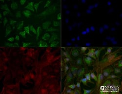 CHREBP Antibody (2D9NB) - BSA Free, Novus Biologicals:Antibodies:Primary