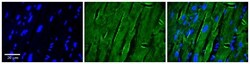 CIN85/SH3KBP1 Antibody, Novus Biologicals 100&mu;L; Unlabeled:Antibodies,