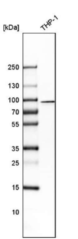 CIN85/SH3KBP1 Antibody, Novus Biologicals:Antibodies:Primary Antibodies