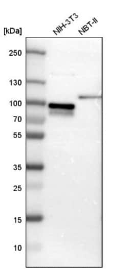 CIN85/SH3KBP1 Antibody, Novus Biologicals:Antibodies:Primary Antibodies