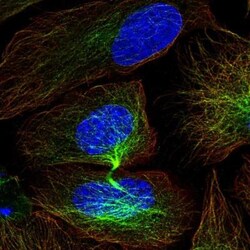 CISH/CIS-1 Antibody, Novus Biologicals 0.1mL; Unlabeled:Antibodies, Polyclonal