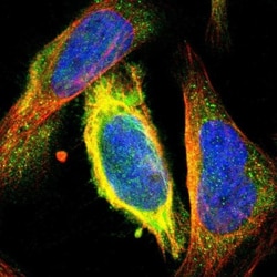 CKAP2 Antibody, Novus Biologicals:Antibodies:Primary Antibodies