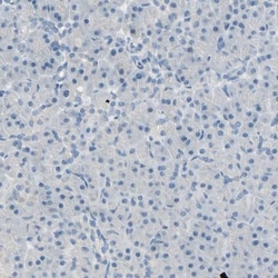 CKAP2 Antibody, Novus Biologicals:Antibodies:Primary Antibodies