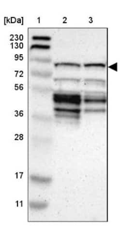 CKAP2 Antibody, Novus Biologicals:Antibodies:Primary Antibodies