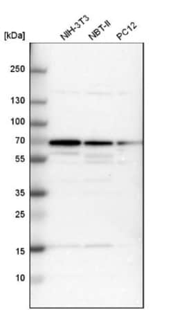 CKAP4/p63 Antibody, Novus Biologicals 0.1mL; Unlabeled:Antikörper