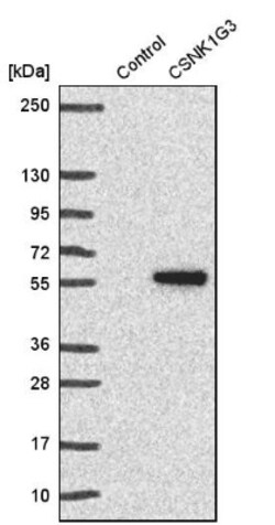 CKI gamma 3 Antibody, Novus Biologicals 25 &mu;L; Unlabeled:Antibodies,