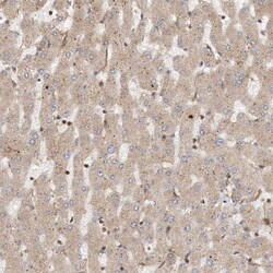 CL-K1/COLEC11 Antibody, Novus Biologicals:Antibodies:Primary Antibodies