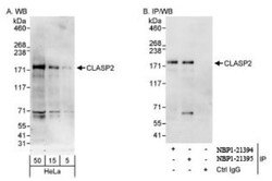 CLASP2 Antibody, Novus Biologicals 0.1mg; Unlabeled:Antibodies, Polyclonal
