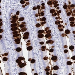 CLCA1 Antibody, Novus Biologicals:Antibodies:Primary Antibodies