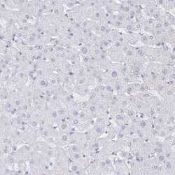 CLCA1 Antibody, Novus Biologicals:Antibodies:Primary Antibodies