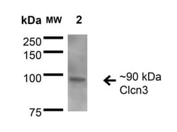 CLCN3 Antibody (S258-5), Novus Biologicals:Antibodies:Primary Antibodies