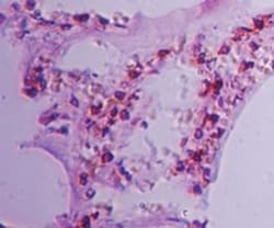 CLEC-1 Antibody, Novus Biologicals:Antibodies:Primary Antibodies