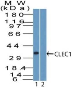 CLEC-1 Antibody, Novus Biologicals:Antibodies:Primary Antibodies