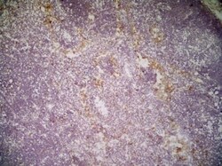 CLEC10A/CD301 Antibody (ER-MP23) - BSA Free, Novus Biologicals:Antibodies:Primary