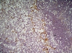 CLEC10A/CD301 Antibody (ER-MP23) - BSA Free, Novus Biologicals:Antibodies:Primary