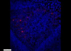 CLEC3A Antibody, Novus Biologicals:Antibodies:Primary Antibodies