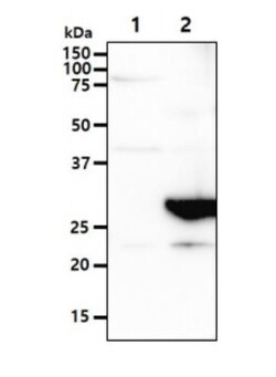 CLEC4E Antibody (16E3) - BSA Free, Novus Biologicals 0.1mL; Unlabeled:Anticorps,