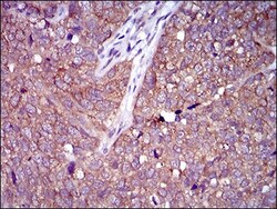 CLGN Antibody (1C8B6) - BSA Free, Novus Biologicals:Antibodies:Primary