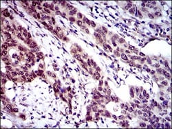 CLGN Antibody (9C8G10) - BSA Free, Novus Biologicals:Antibodies:Primary