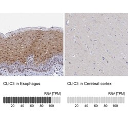 CLIC3 Antibody, Novus Biologicals:Antibodies:Primary Antibodies