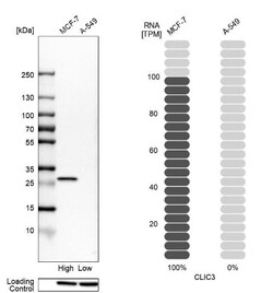 CLIC3 Antibody, Novus Biologicals:Antibodies:Primary Antibodies