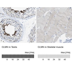CLMN Antibody, Novus Biologicals:Antibodies:Primary Antibodies