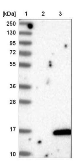 CLPS Antibody, Novus Biologicals 25 &mu;L | Buy Online | Novus Biologicals | Fisher Scientific