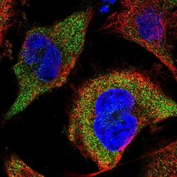 CLYBL Antibody, Novus Biologicals:Antibodies:Primary Antibodies