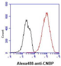 CNBP Antibody (38F10) - BSA Free, Novus Biologicals 100 &mu;L | Buy Online | Novus Biologicals | Fisher Scientific
